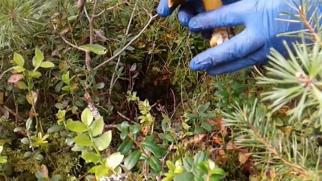 Грибы боровики . Тухлявое дерево ,червивые грибы в огород для черники садовой. смотреть онлайн