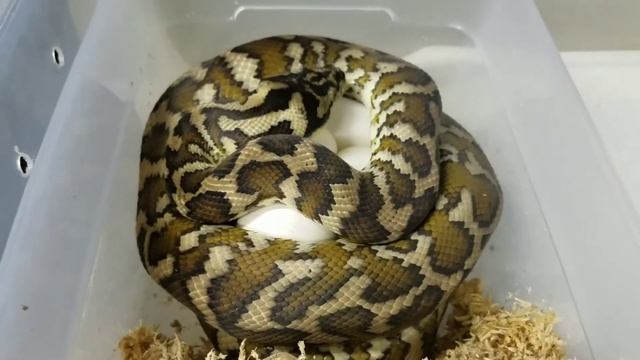 FARMED IJ x Field Collected IJ Carpet Python смотреть онлайн