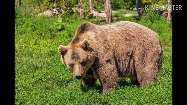 Топ 8 самых диких животных смотреть онлайн