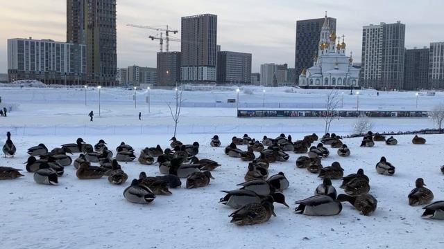 Екатеринбург 31.12.2022 погода -20, ночью до -26. Замерзающие утки в Академическом районе. смотреть онлайн