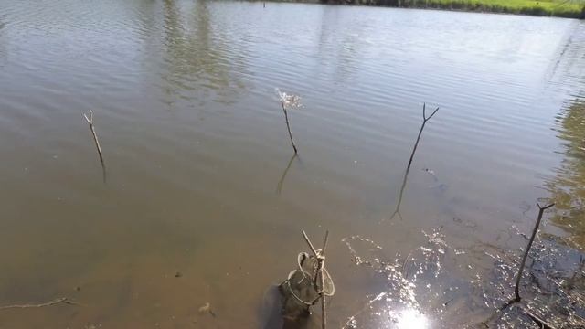 ЛОВЛЯ КАРАСЯ на ПОПЛАВОЧНУЮ УДОЧКУ и ДОНКУ. ЖАРЕНЫЙ КАРАСЬ.