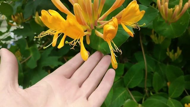 Жимолость каприфоль.Многолетняя лиана ./ Garden liana смотреть онлайн
