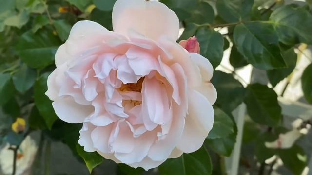 The generous gardener rose, David Austin смотреть онлайн