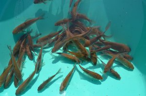 Хранение живца зимой