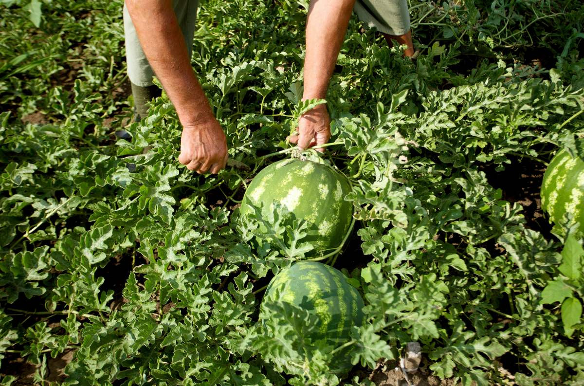 Арбузы по новому смотреть онлайн