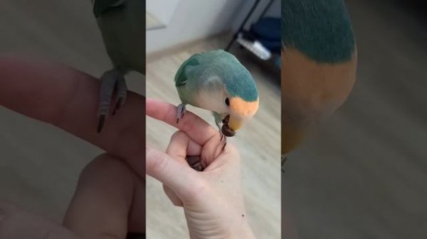 Попугай грызет орехи