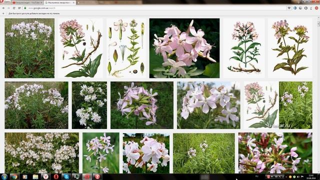 Мыльнянка лекарственная (saponaria officinalis) смотреть онлайн