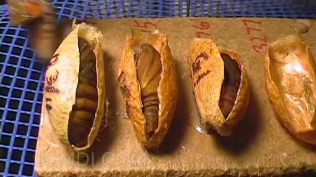 Moth emerging from cocoon - expanding wings time lapse смотреть онлайн