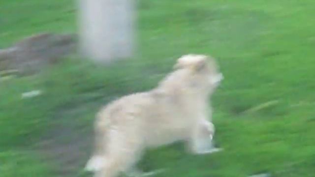 мелкий vs собака ржач полный смотреть до конца /14:48 смотреть онлайн