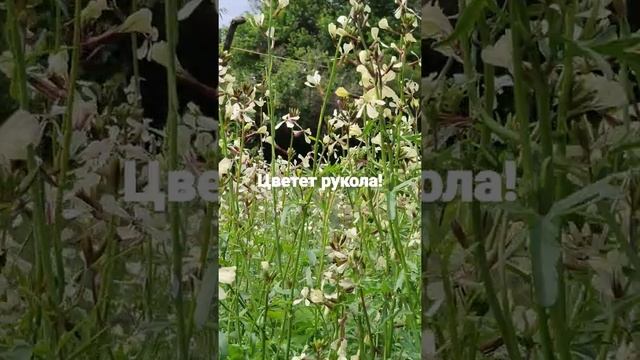 #Shorts Как цветёт рукола! смотреть онлайн