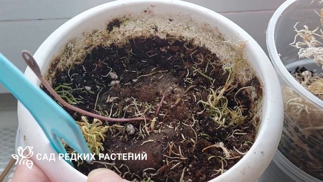 Интересности 003. Вариегатные хойи, красавица монстера, посадка гранатиков и цветущий адениум смотреть онлайн