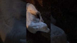 С какого возраста телят кормить сеном