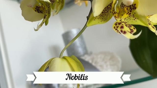 Как я размещаю орхидеи дома. На полочках идеально стоят мультифлоры) Стю, Льюис Берри, Мини Марк .. смотреть онлайн