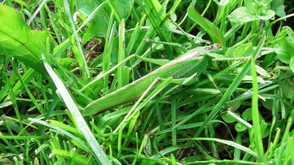 Зелёный кузнечик ( Tettigonia viridissima ) смотреть онлайн