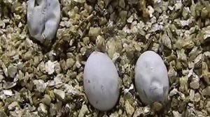 Разведение прытких ящериц морфы patternless