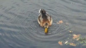 Как Плавает Утка | All About