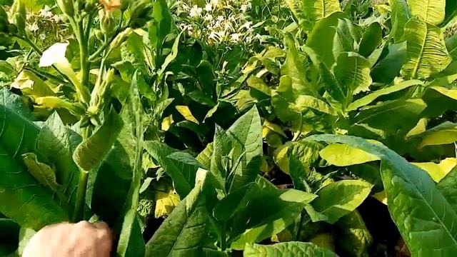 Цветонос табака. Оставить или удалить? смотреть онлайн