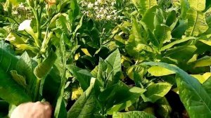 Цветонос табака. Оставить или удалить?