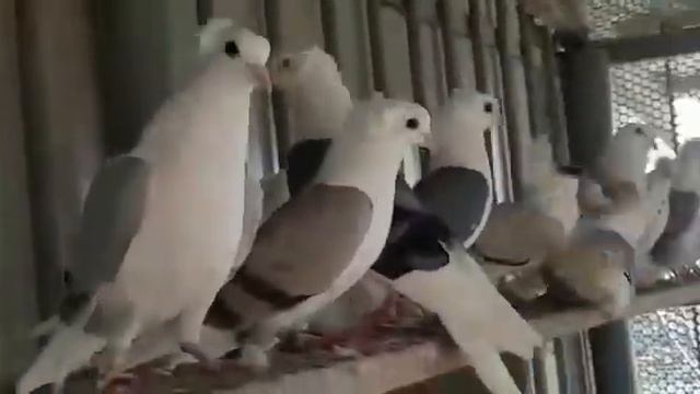 Кудули Вадима смотреть онлайн