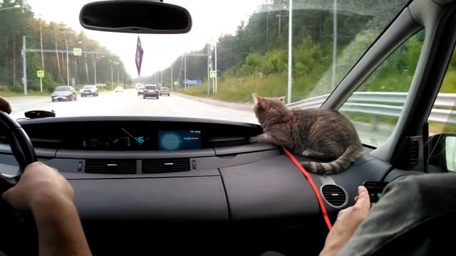 кот Баксик едет домой смотреть онлайн