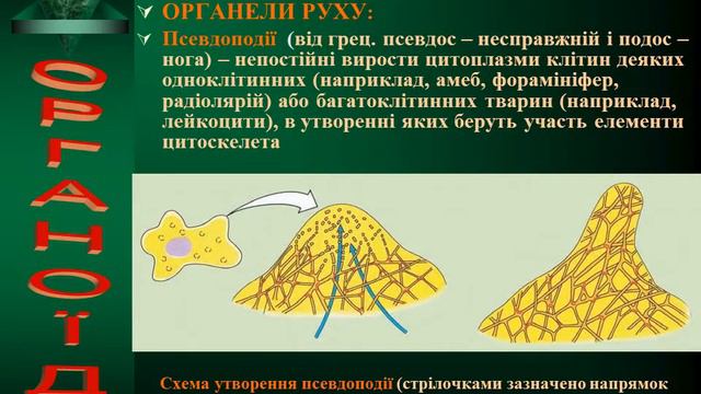 7 Будова клітини смотреть онлайн