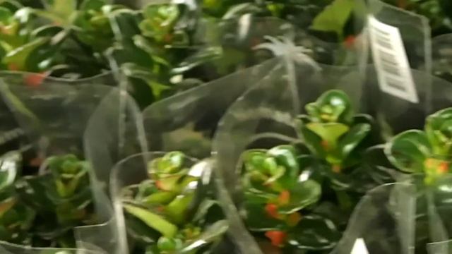 Nematanthus gregarius смотреть онлайн