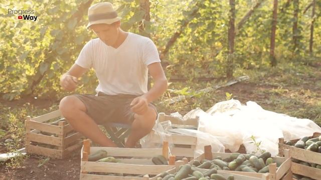 ПОЛИЛ ОГУРЦЫ ЭТИМ И ЗА НОЧЬ НАРОСЛО 9 ВЁДЕР ОГУРЦОВ смотреть онлайн