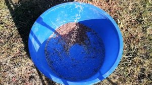 Амарант. Сколько семян получилось собрать.