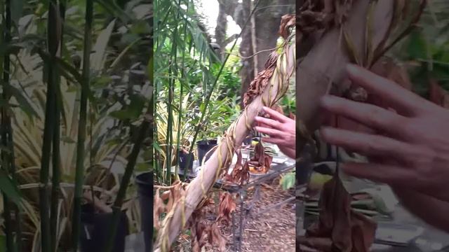 Bamboo Grove Walkabout - Part 1 смотреть онлайн