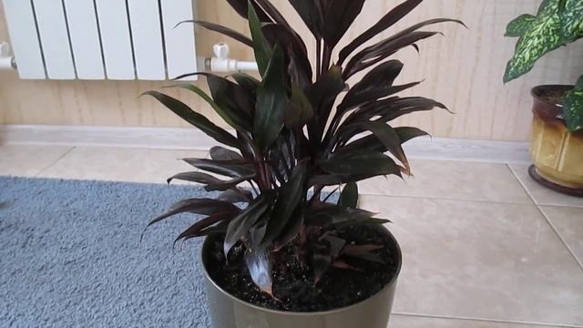 Кордилина уход в домашних условиях ))) Cordyline? смотреть онлайн