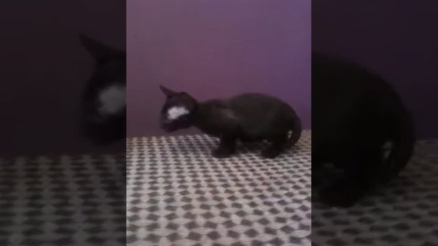 Giggi's kittens смотреть онлайн