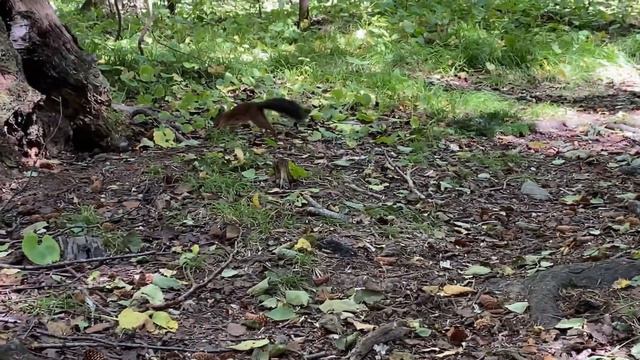 Белки бегают за кедровыми шишками / Squirrels run after cedar cones смотреть онлайн