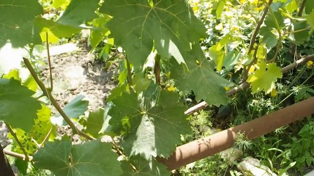 ЗОЛА ЧУДО СРЕДСТВО ОТ ОИДИУМА. МУЧНИСТОЙ РОСЫ НА ВИНОГРАДЕ vselennaya uvlesheniy смотреть онлайн