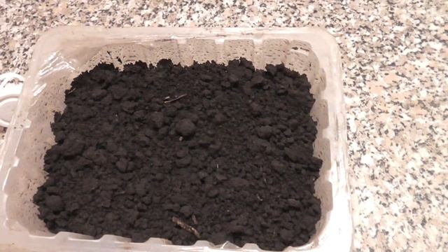 Посев семян томатов для проверки на всхожесть смотреть онлайн