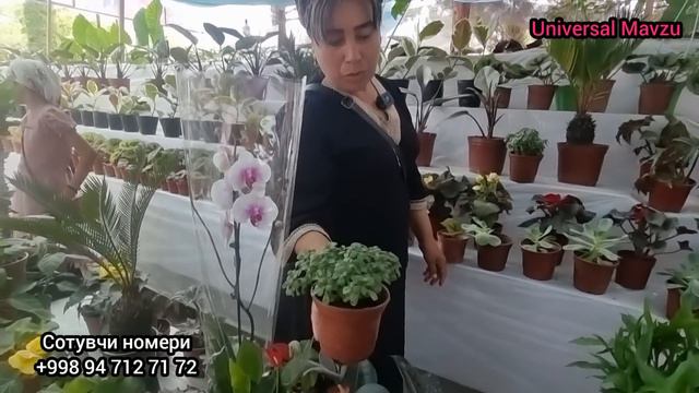 Наманганда гул байрами, сайл. Гуллар нархи. Гул доставкаси бор экан