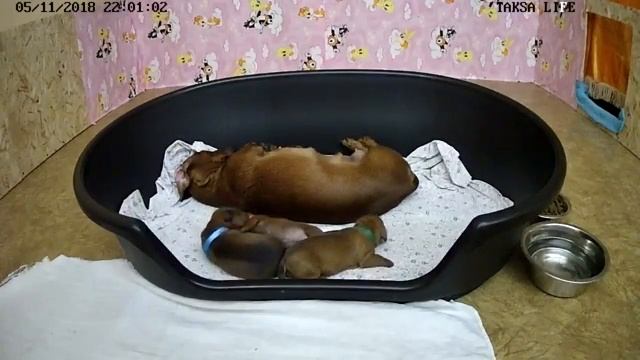 Я Такса смотреть онлайн