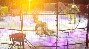 Тигры и львы в цирке в Санкт-Петербурге 🐯🦁🐯🦁🐯🦁