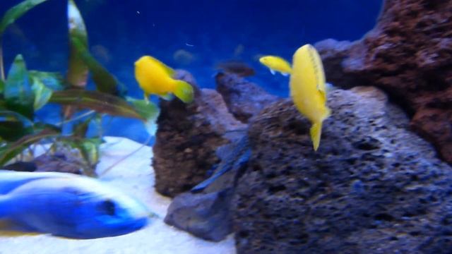 Cichlid Tank 240 L Update: Iodotropheus sprengerae (Rusty cichlids) смотреть онлайн