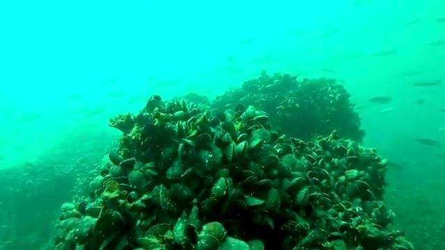 Скала Рапана Divingtime.net смотреть онлайн