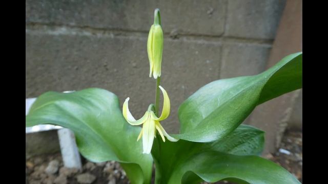 Erythronium japonicum смотреть онлайн