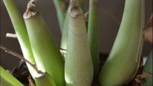 Желтеют листья у замиокулькаса, НЕ ПОВТОРЯЙТЕ ЭТИХ ОШИБОК, как спасти долларовое дерево