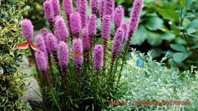 Лиатрис колосковый Кобольд (liatris spicata kobold) ? обзор: как сажать, рассада лиатриса Кобольд смотреть онлайн