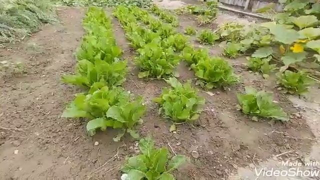 Обзор ОГОРОДА. на 9 августа 2020 г. смотреть онлайн