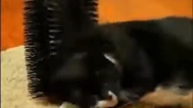 Когтеточка со щеткой КОШАЧЬЕ УДОВОЛЬСТВИЕ Bradex TD 0301 смотреть онлайн