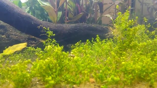 Dwarf baby tears pearling смотреть онлайн