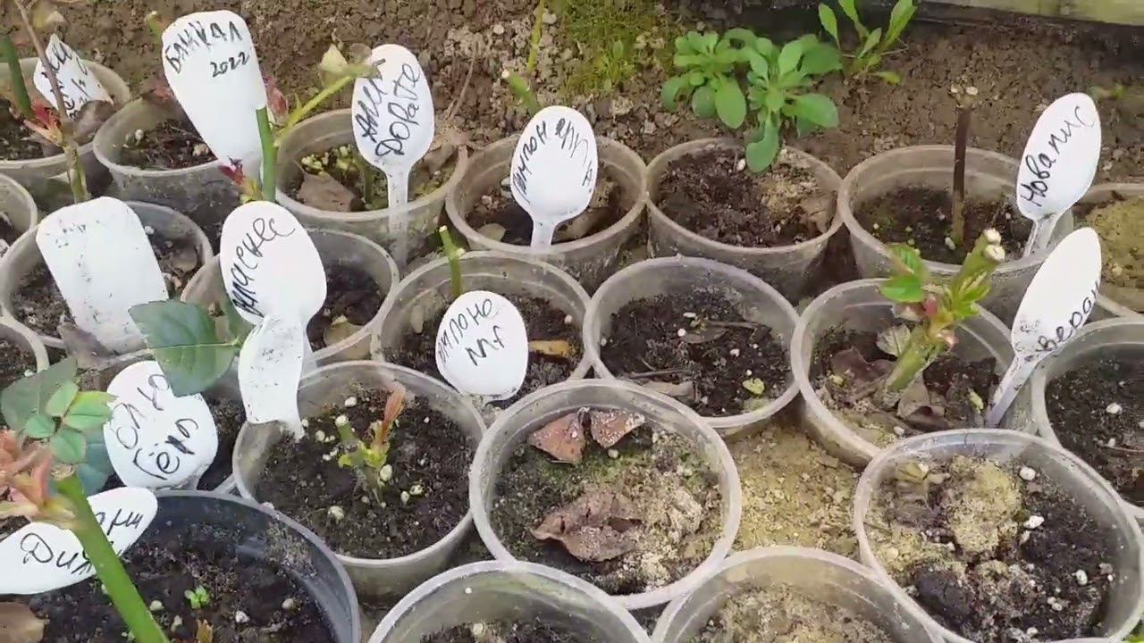 ЧЕРЕНКИ РОЗ продаю излишки смотреть онлайн