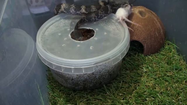 Амурский полоз - Кормление заморозкой смотреть онлайн