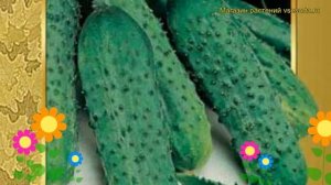 Огурец гибридный Пасалимо f1. Краткий обзор, описание характеристик, где купить семена