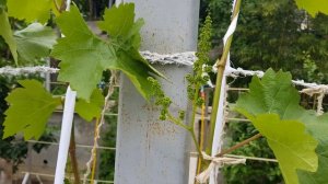 Виноград Молдова.