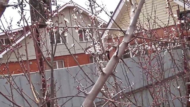 как цветут абрикосы в сибири в 2022 году смотреть онлайн